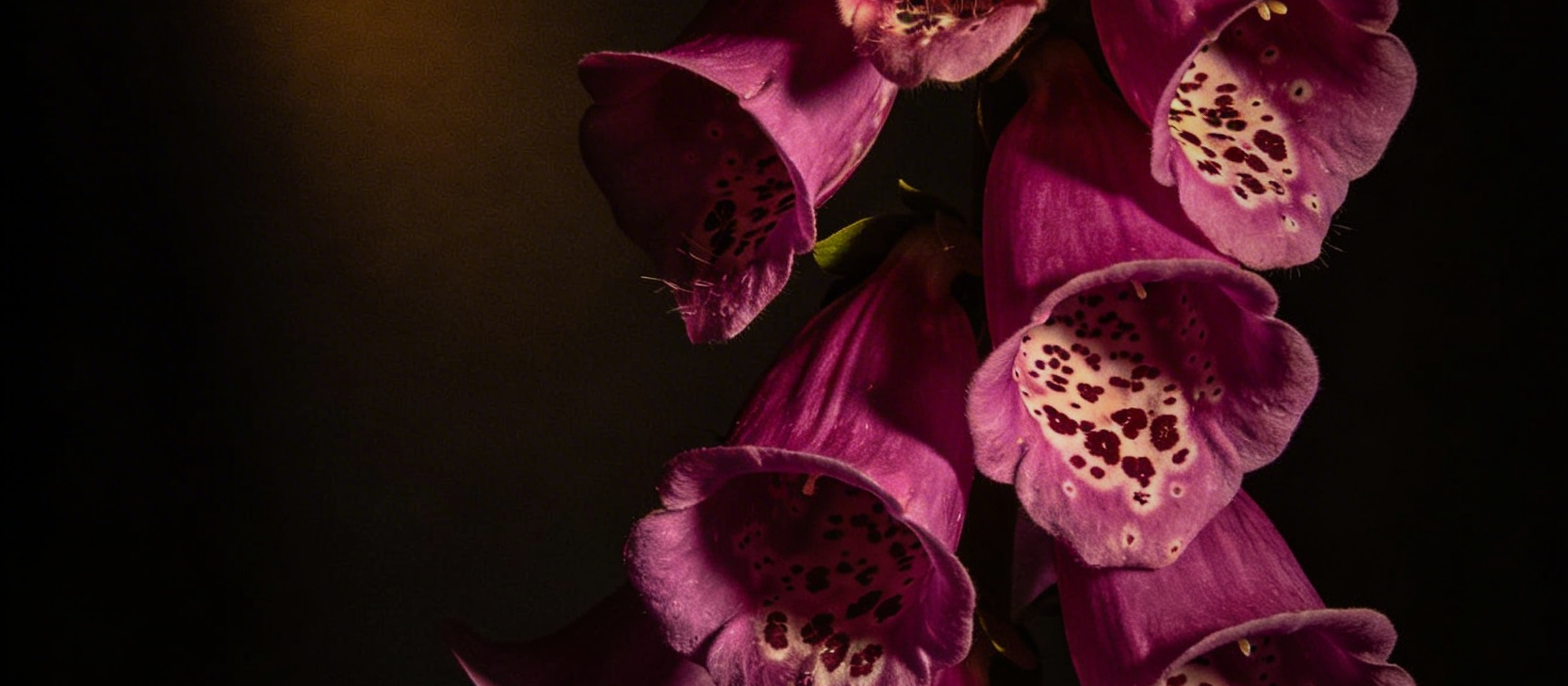A moody romantic scene with warm tones fading into shadow