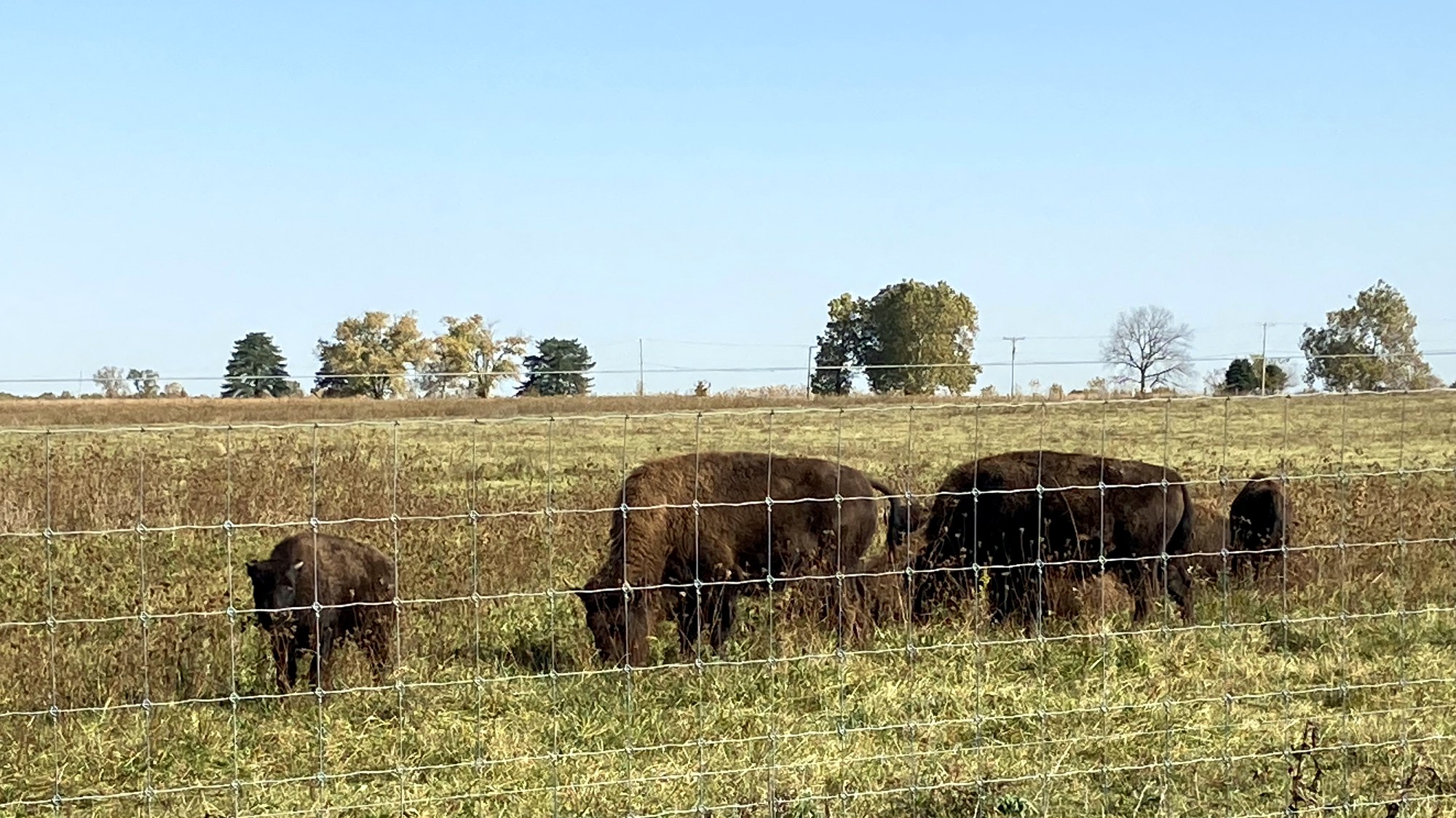 Bison grazing close to the pasture fence at Battelle Darby Creek Metro Park