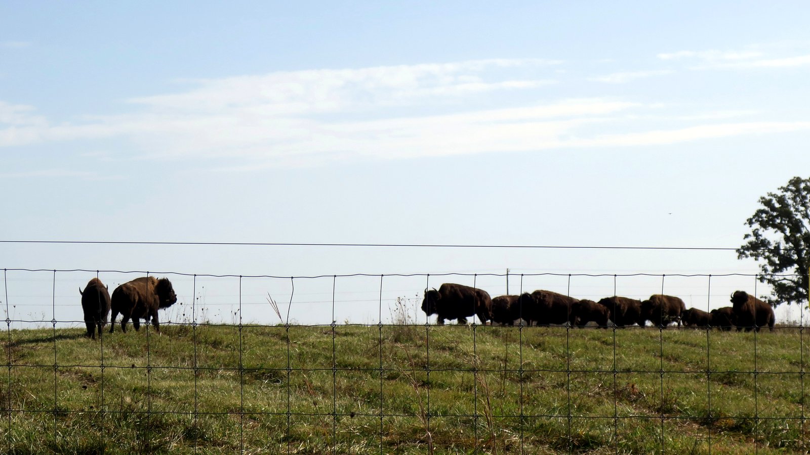 Bison herd in the pasture, Battelle Darby Creek Metro Park