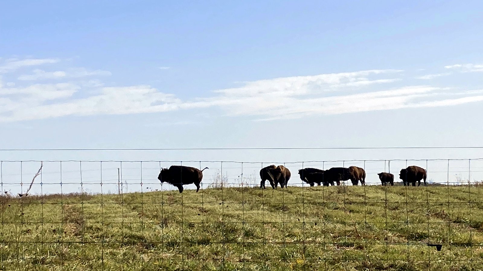 Bison on the ridge under a wide sky, Battelle Darby Creek Metro Park