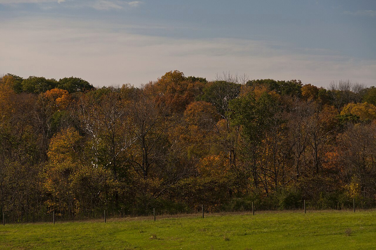 Autumn forest near the bison range, Battelle Darby Creek Metro Park